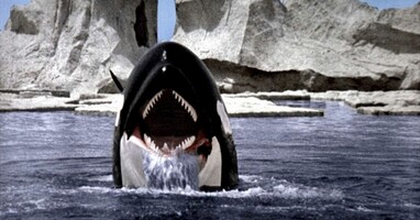  تصویر نهنگ قاتل