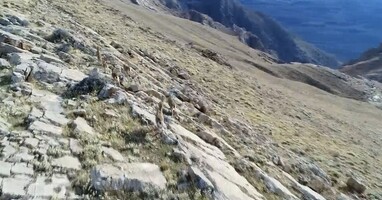  تصویر یا ضامن آهو