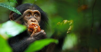  تصویر شامپانزه