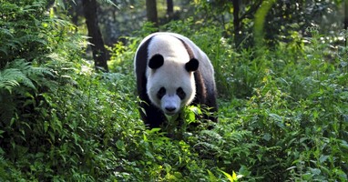  تصویر پانداها: بازگشت به خانه