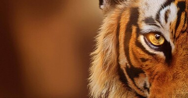  تصویر ببرهای در حال ظهور