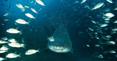  تصویر دریای عمیق