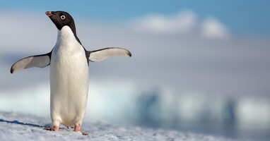  تصویر پنگوئن