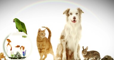  تصویر زندگی‌های پنهان حیوانات خانگی ما