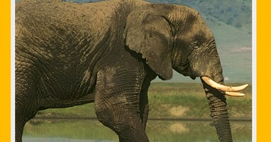  تصویر بازتاب فیل‌ها