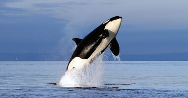  تصویر نهنگ آزاد ۲: ماجراجویی به سوی خانه