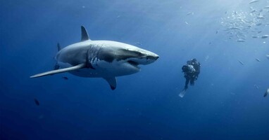  تصویر اقیانوس ها