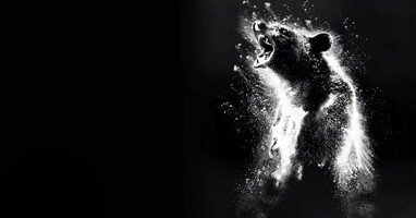  تصویر خرس کوکائینی