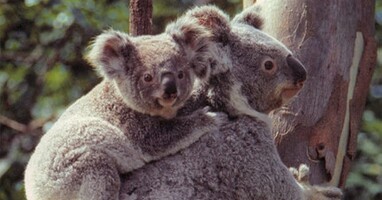  تصویر اسرار جانوران استرالیا