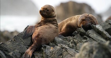  تصویر بزرگ شدن حیوان