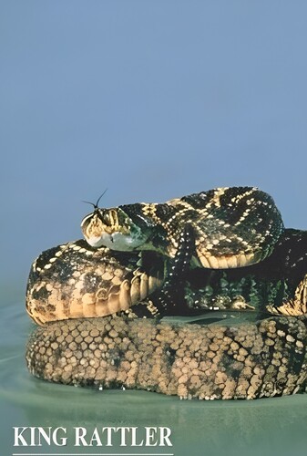 شاه مار زنگی - پوستر